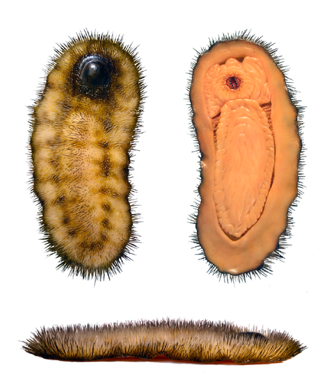 Artist’s reconstruction of Calvapilosa. (Image: Jakob Vinther et al., 2017)